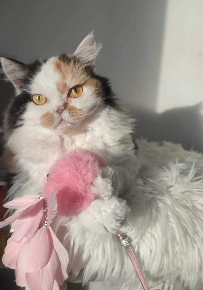 Faya Femelle Selkirk Rex Longhair