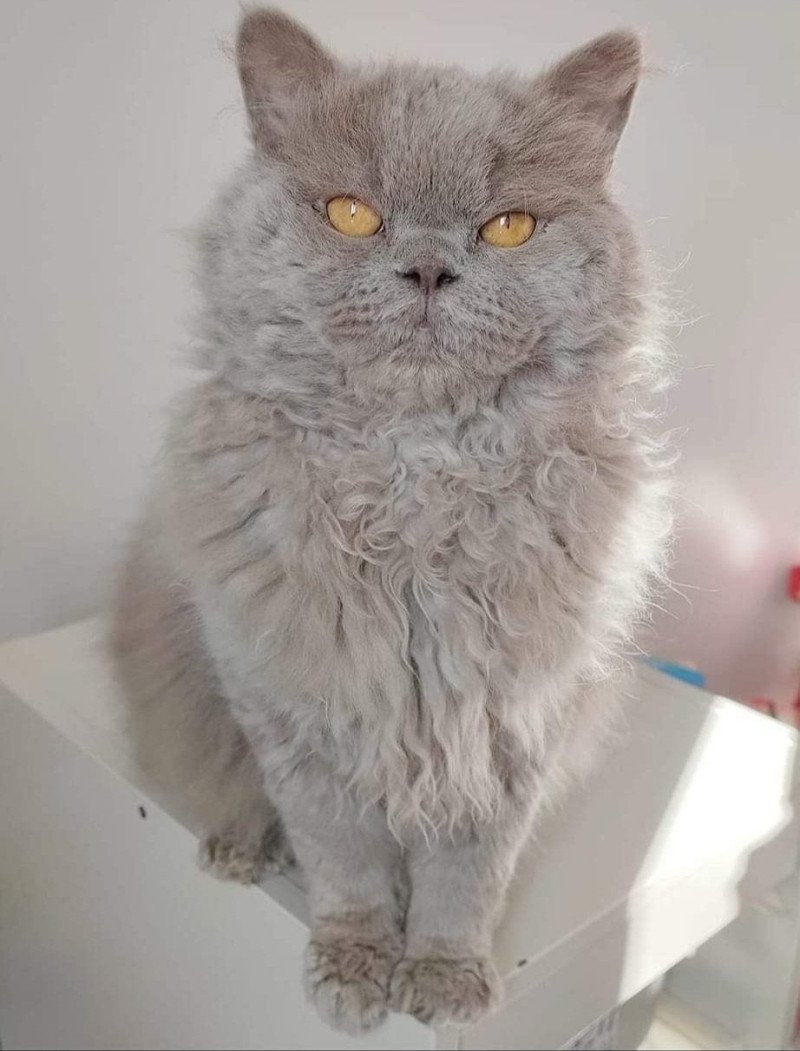 Jonah Mâle Selkirk Rex Longhair