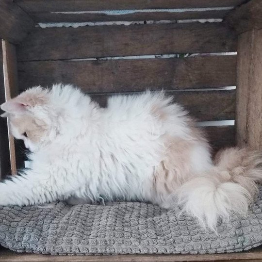 Think Femelle Selkirk Rex Longhair
